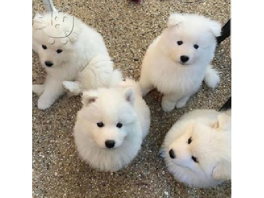 PoulaTo: Έτοιμα τα κουτάβια Samoyed